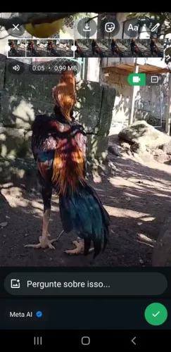 Vendo galo shamo novo . Lindo galo ja tirei muito filho dele .
