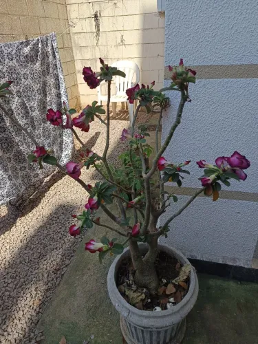 Rosa do deserto
