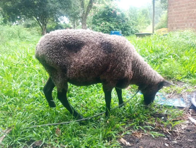 Ovelha