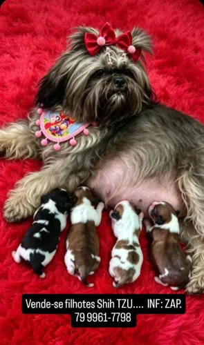 Vende-se filhotes de Shih-tzu Infor: 79 9 *