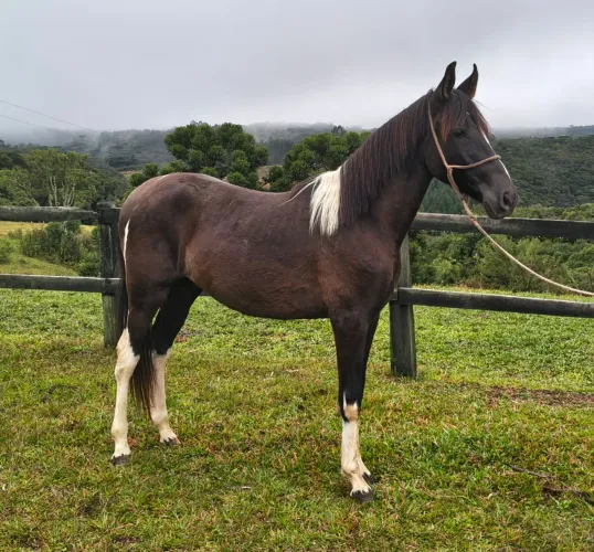 Cavalo Pampa de Preto Mangalarga Marchador