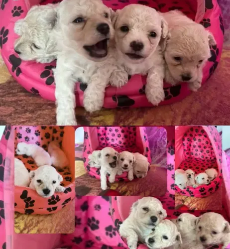 FILHOTES DE POODLE TOY
