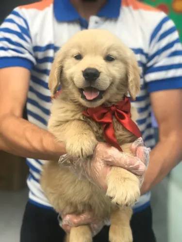 Golden Retriever com Garantia e Vacina V10 Importada | Retirada na Loja