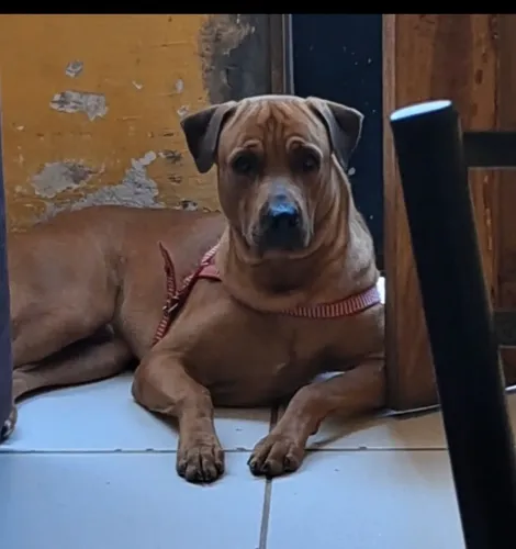 Estou doando um cachorro de raça poste grande