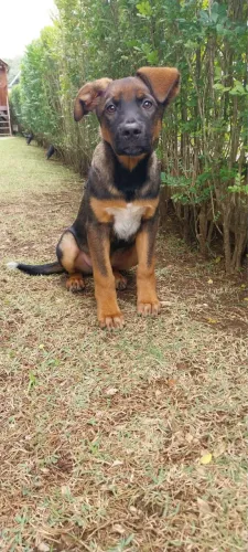 Doando cachorro dócil 