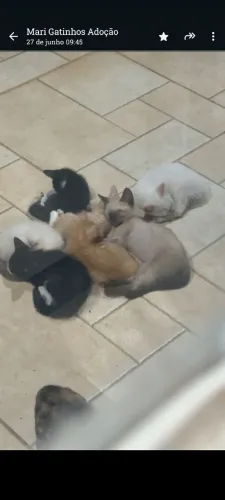 Gatinhos p adoção 