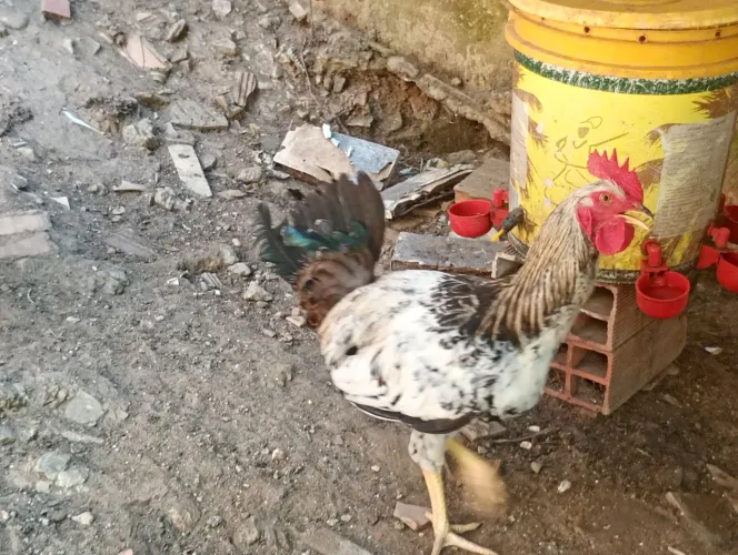 Vende-se galo