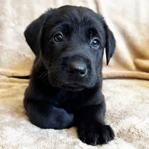 Labrador Retriever | Prontos para entrega!  Leve essa alegria para sua casa.