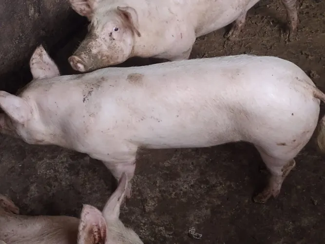 Porcos da raça large white é pietrain.
