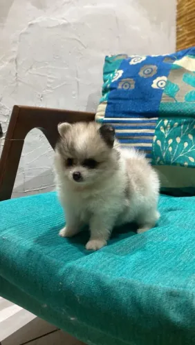 Spitz alemão Anão Fêmea 2.500