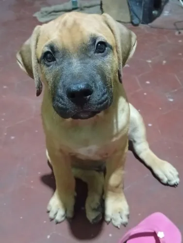 Filhotes de Pit Bull 