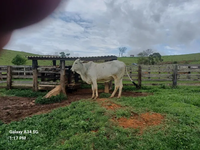 Vacas e novilhas nelore