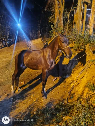 Égua pura da macha picada