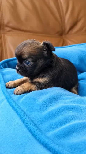 FILHOTE DE CHIHUAHUA FOFO