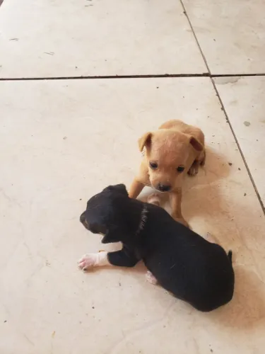 Vendo 2 cachorro pinche 