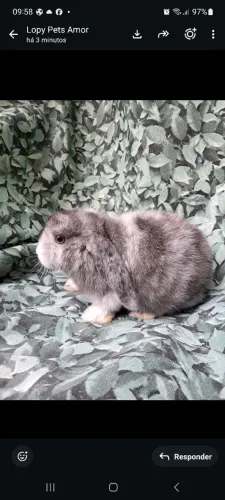 Coelho mini lop uruguai (Nao respondo chat )