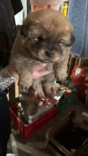 Chow chow