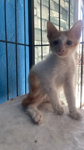 Gato 1 mês amarelo macho adoção