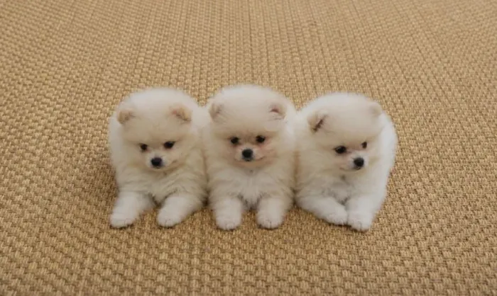 Lulu da pomerania anão macho