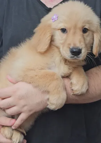 golden Retriever troco por basse