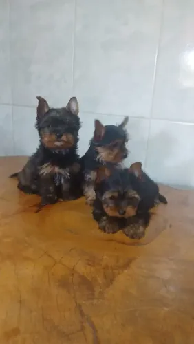 Yorkshirie Micro Fêmea e Macho