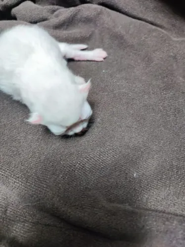 Filhotes de gatos persa