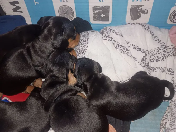Filhotes de Basset (salsicha)