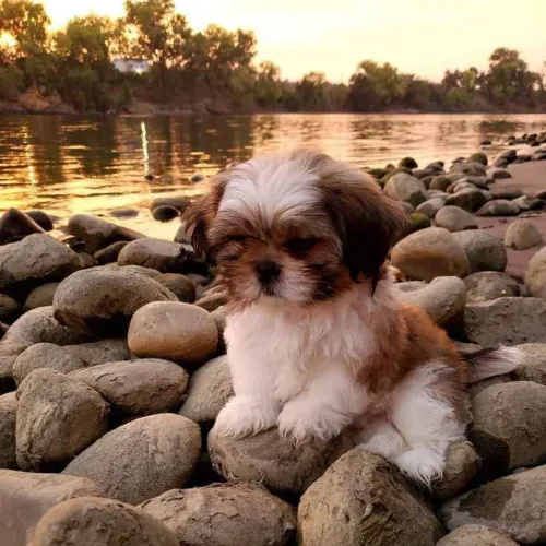 Filhote shih tzu, Filhotes cheios de energia e amor esperando por um lar feliz!