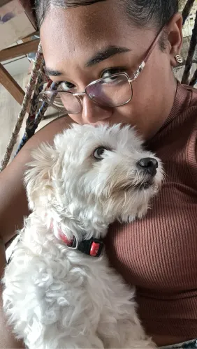 PROCURO MINHA CACHORRA SHITZU FÊMEA 