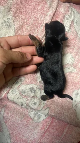 Cachorro pincher