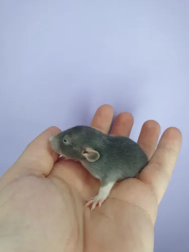 Rato twister 