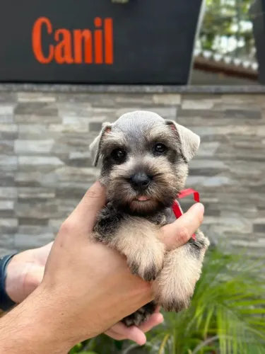 Schnauzer Miniatura | Agende sua Visita