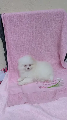 Cachorro lulu