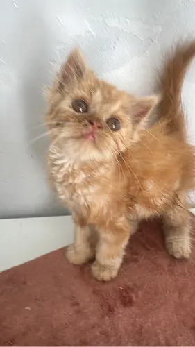 Persa Garfield 