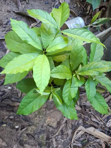 Muda de abacate manteiga