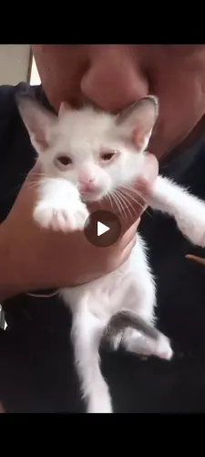 Gatinho para adoção responsavel
