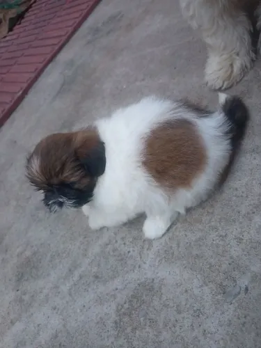 Shitzu filhote machinho