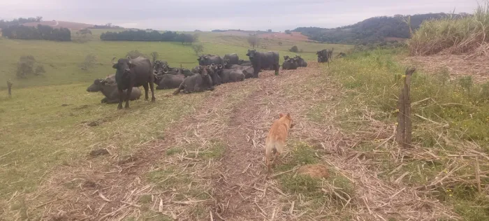 Vacas bufalas