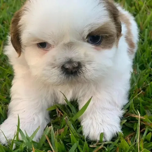 Shih Tzu Puro - Macho e Fêmea Disponíveis