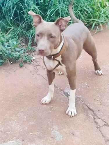 Pitbull 