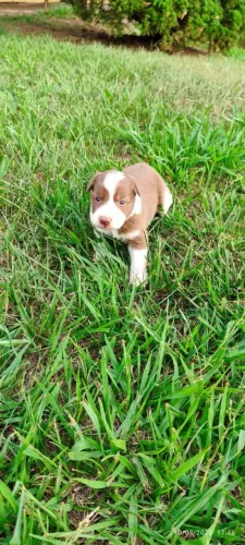 Filhote de border collie o filhote esperto que ama aprender e brincar