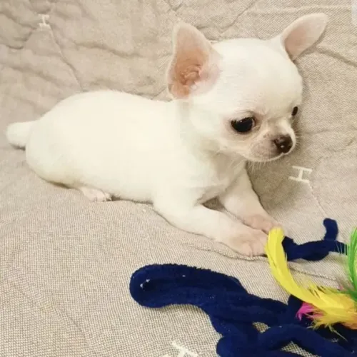 Chihuahua Torna Sua Rotina Mais Encantadora