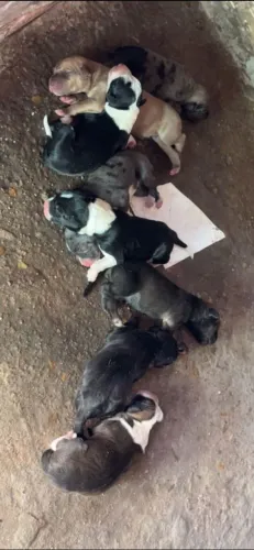 Vendo filhote de cachorro americano urador