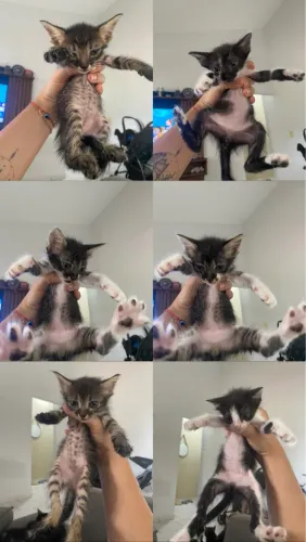 Doação de gatinhos