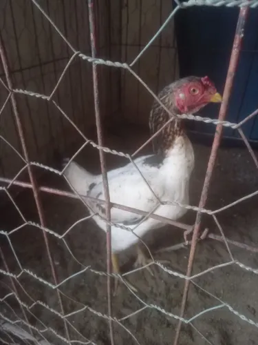 Galinha de raça 