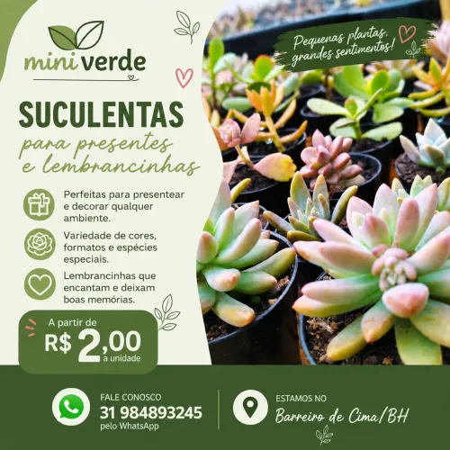 Suculentas para presentes e lembrancinhas 