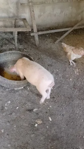Vendo porco