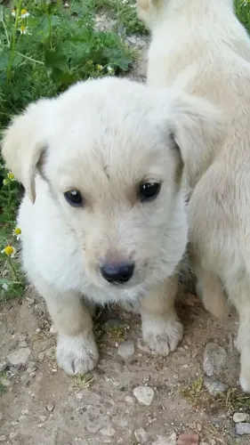 Filhotes de Labrador | Pequenos amigos cheios de ternura!