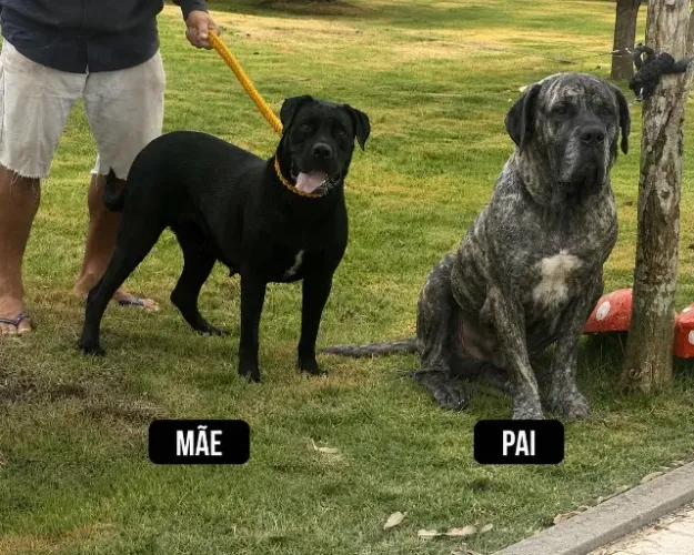 Filhotes de Cane Corso