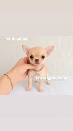 Fêmea de chihuahua micro com pedigree linhagem importada documentada!